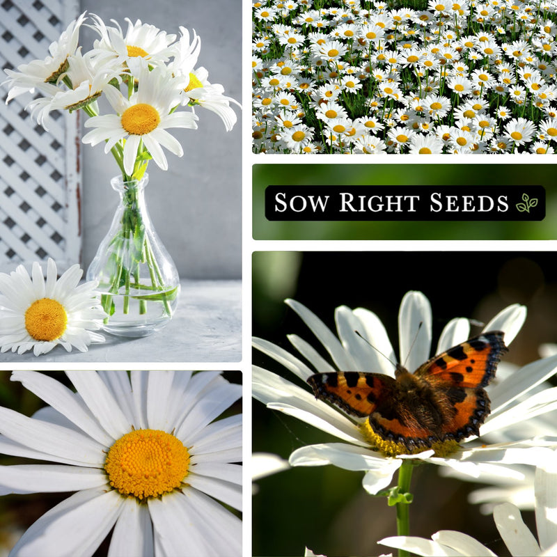 shasta alaska daisy seeds collage bouquet in vase growing in garden field blossoms blooms butterfly pollinator