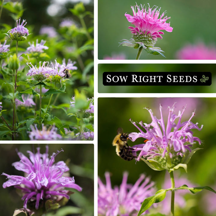 bergamot flower seeds Bergamot Seeds for Planting