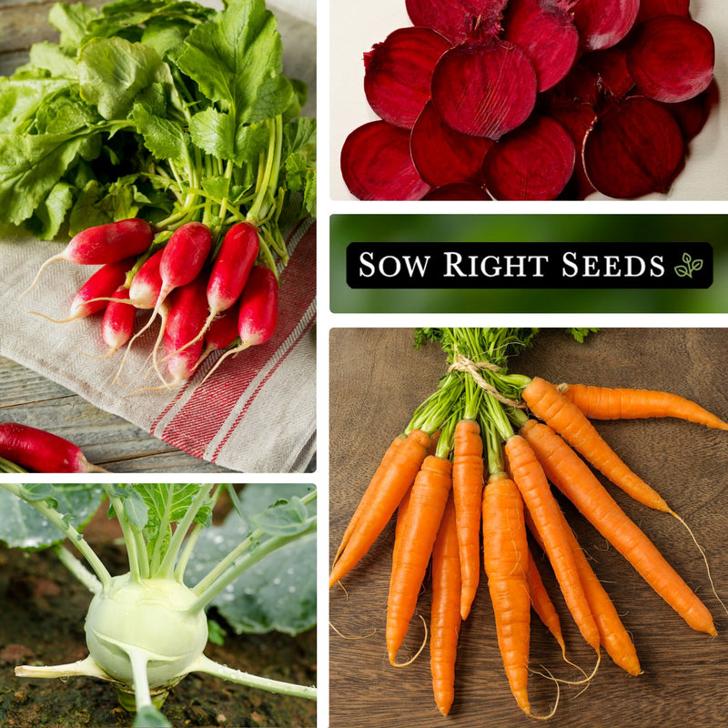 root vegetable collection, harvest radish, sliced beets, kohlrabi growing in garden, carrot harvest