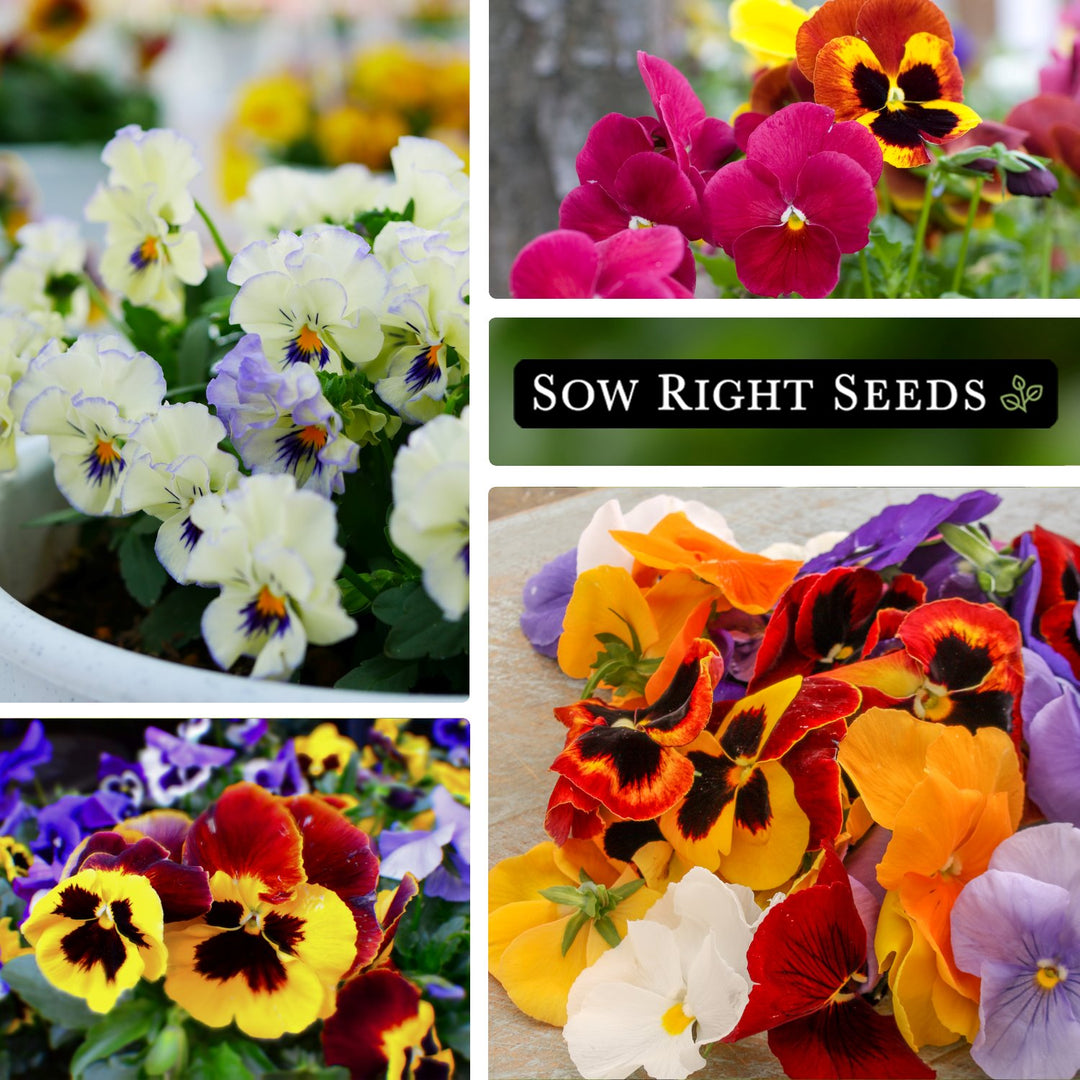pansy from seed to flower Swiss Giants Mix Pansy