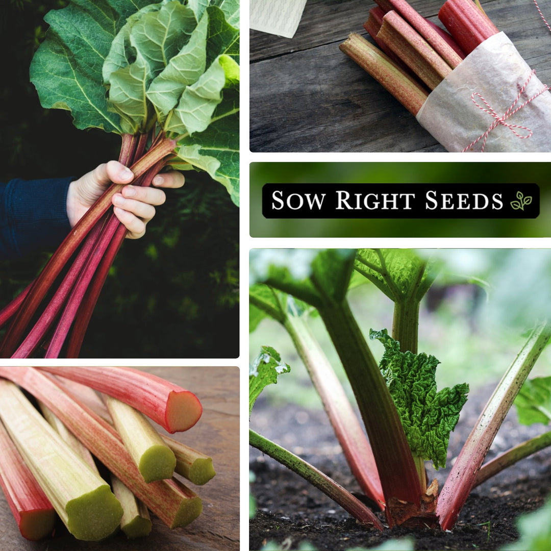 rhubarb seeds or plants Victoria Rhubarb Seeds for Planting
