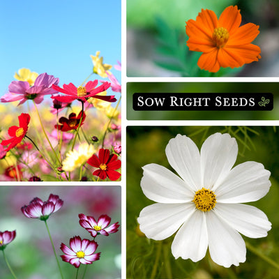 cosmos mix seeds collage growing in garden field colors blooms blossoms flower