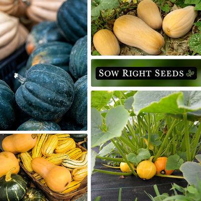 winter mix squash bulk jumbo seeds collage large harvest growing in garden in basket multicolored 