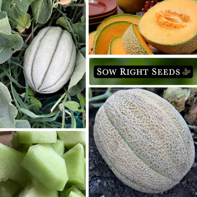 cantaloupe seed collection collage honey rock hale's best growing in garden cantaloupe honeydew sliced