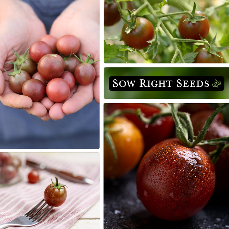 black cherry tomato seeds collage harvest in hand growing in garden on fork misty fruit