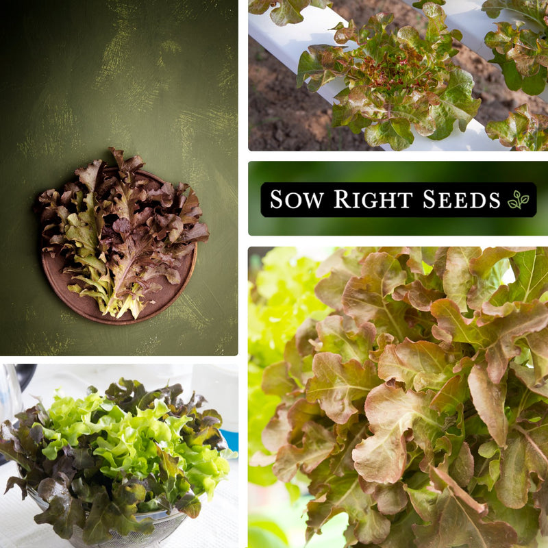 bronze arrow lettuce seeds collage leaves on plate growing in garden harvest in bowl 