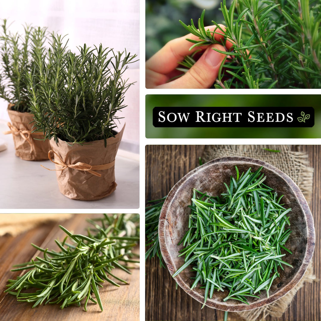 Rosemary Seeds | Extremely Fragrant Herb for Planting – Sow Right