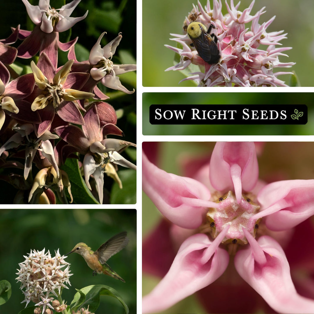 planting showy milkweed seeds Showy Milkweed Seeds