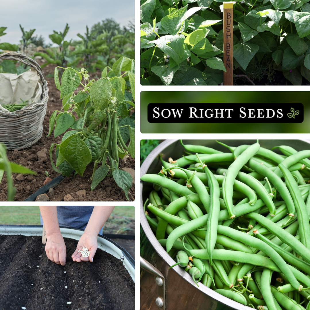 Blue Lake Bush Bean Seeds  Sow Right Seeds