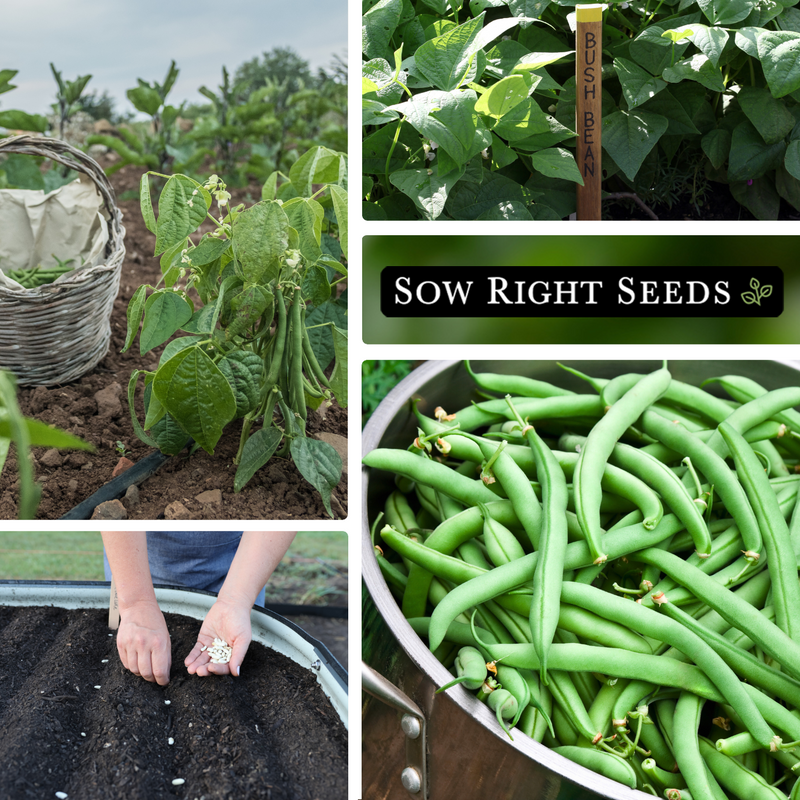 blue lake bush bean seeds collage growing in garden harvest in basket planting in raised beds large harvest in pot