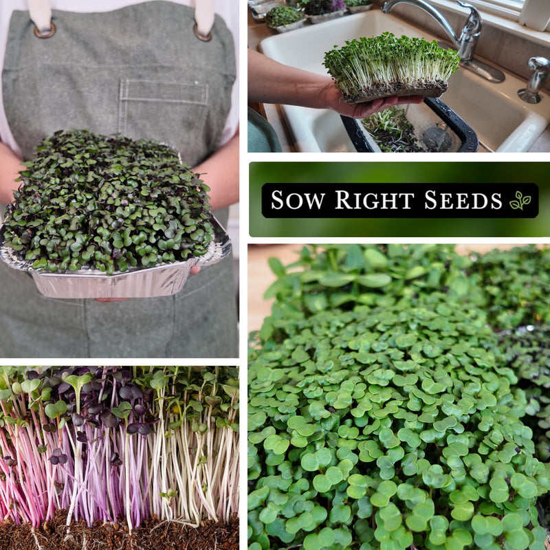 Bulk Superfood Microgreens Mix 1 Ounce Seeds