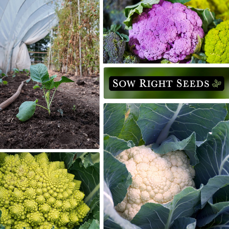 cauliflower seed collection collection growing in hoop house purple violetto romanesco broccoli snowball cauliflower 