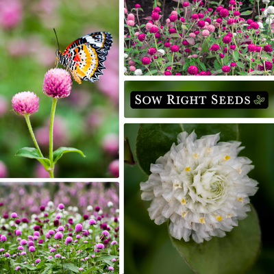 tall globe mixed amaranth seeds pollinator butterfly growing in field garden white blossom blooms flowers