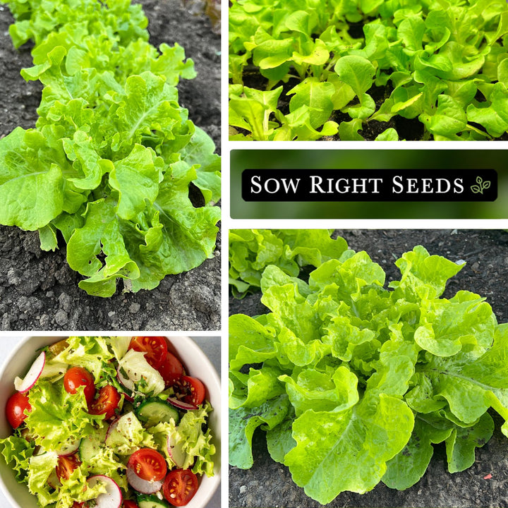 plant salad seeds Sow Right Seeds - Green Salad Bowl Lettuce Seed for Planting