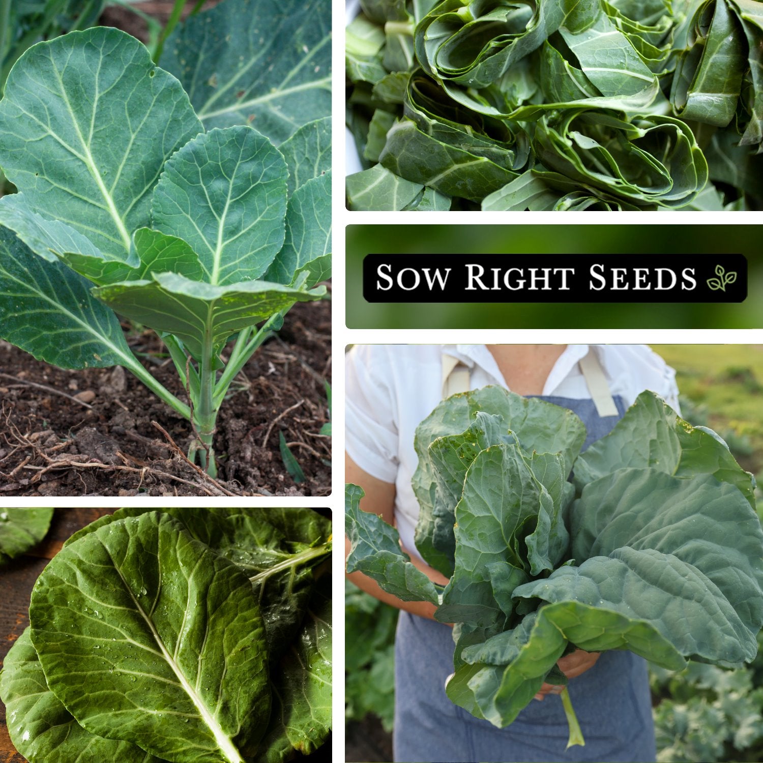 Vates Collards Seeds for Planting | Extremely Productive Power Green ...