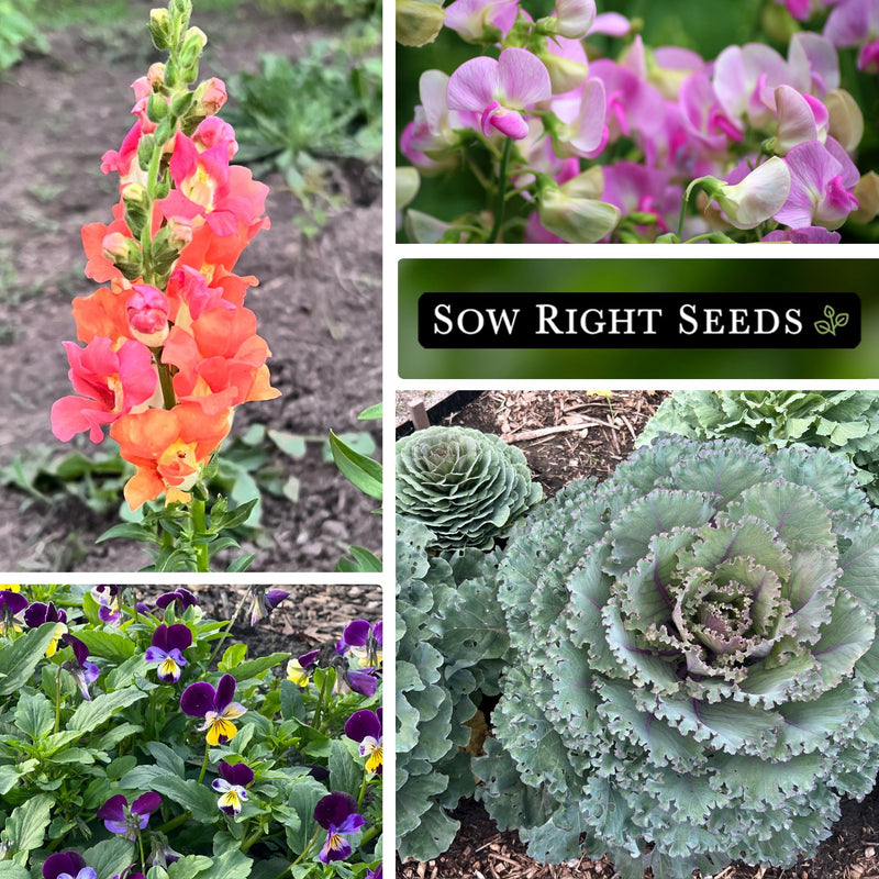 frost hardy flower seed collection collage snapdragon sweet pea johnny jump up violet mixed ornamental kale