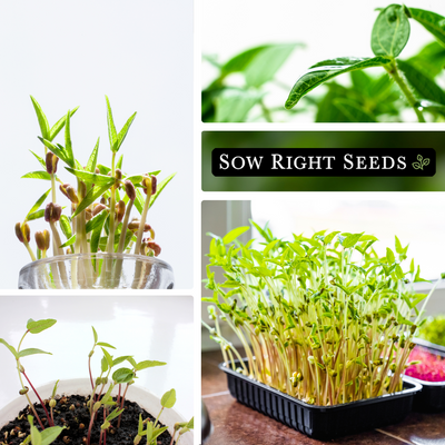 mung bean microgreens seeds collage growing indoors cup leaves pot tray