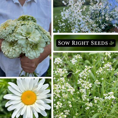 moon garden white flower seed collection polar bear zinnia bouquet baby's breath harvest shasta daisy alyssum growing in garden