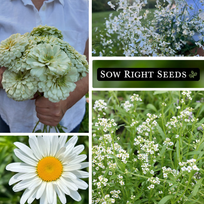 moon garden white flower seed collection polar bear zinnia bouquet baby&