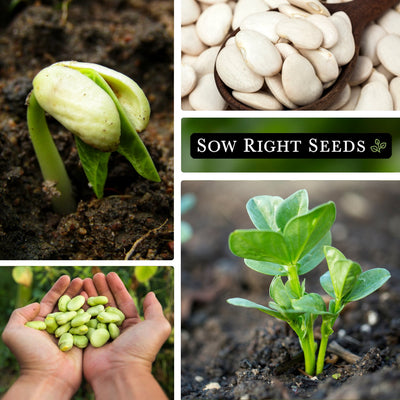 fordhook lima bean seeds collage seedling in garden harvest in spoon in hand young plant