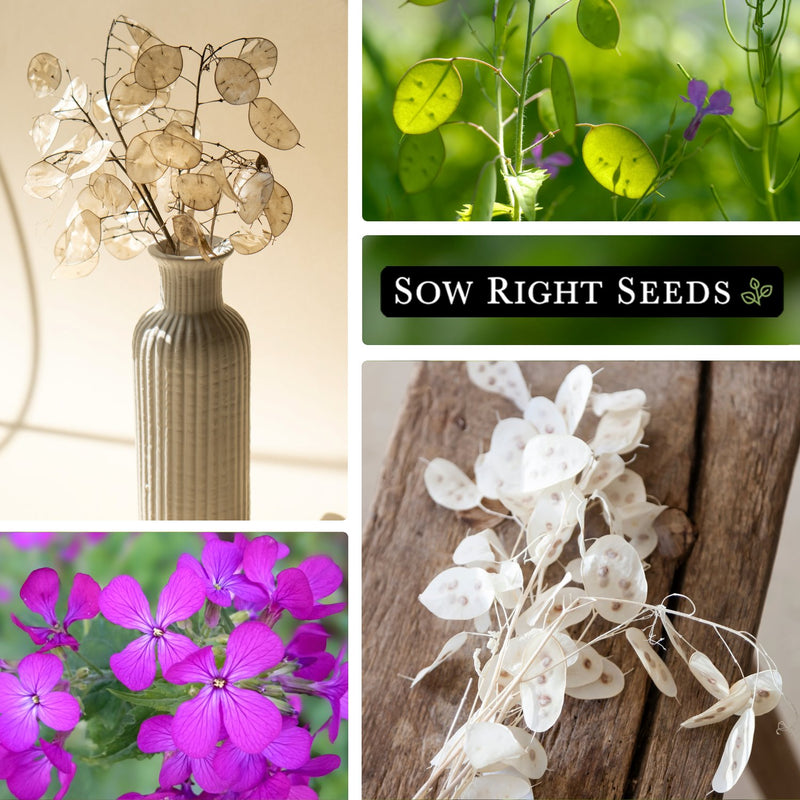 money plant lunaria in vase, green leaves, purple flowers, white iridescent pods