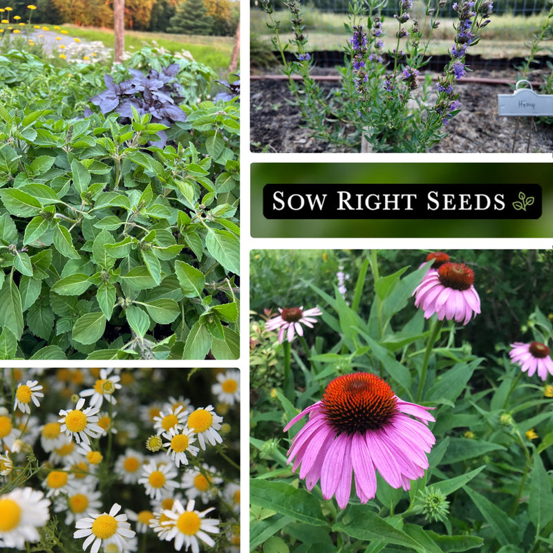 herbal garden seeds Large Medicinal Herb Seed Collection for Planting