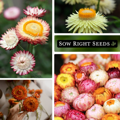 tall mixed strawflower growing in garden, yellow, holding in hand, folded flowers