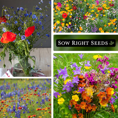 southwest mix wildflowers seeds collage bouquet in vase growing in garden field harvest