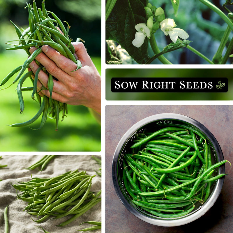 kentucky wonder pole bean harvest in hand, flowers, harvest on cloth, harvest in colander