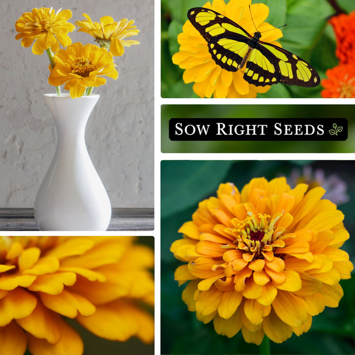 黄瀬戸　花生 Canary Bird Zinnia | Vibrant Yellow Annual Flower Seeds – Sow