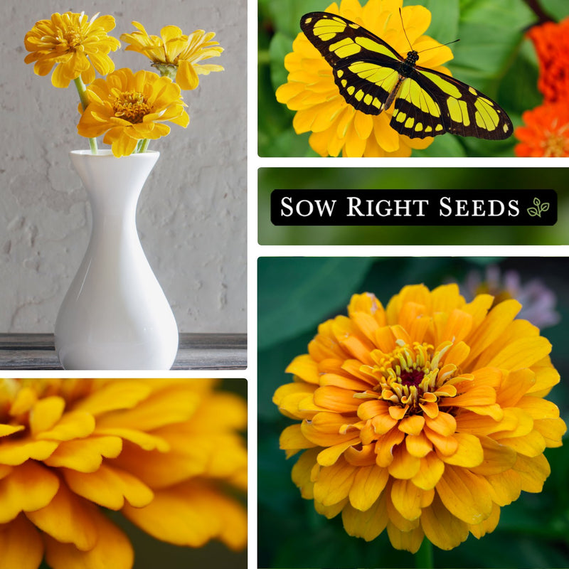 canary bird zinnia seeds collage bouquet in vase butterfly pollinator blooms blossom growing in garden