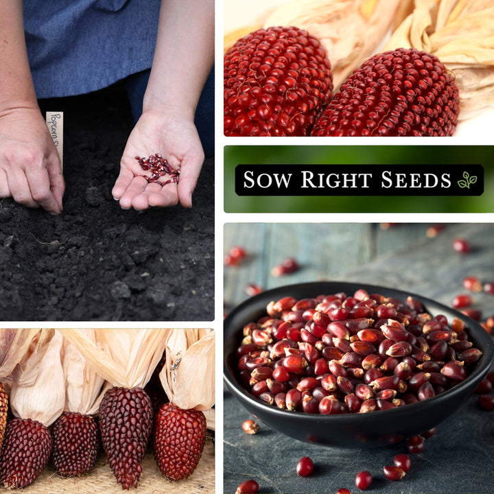 bulk popcorn seeds for planting Strawberry Popcorn Seeds for Planting