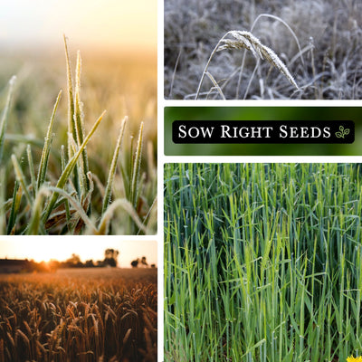 winter rye cover crop seeds frosted green growing in field