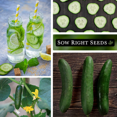 straight eight cucumber seeds lemonade drink slices growing in garden harvest