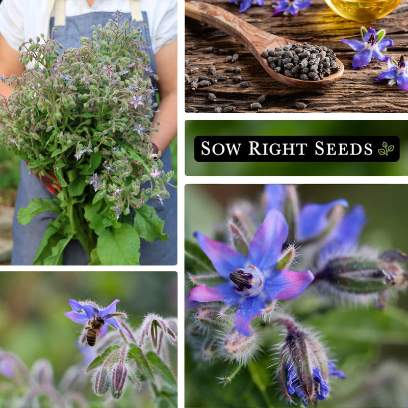 borage bulk jumbo seeds collage harvest bouquet medicinal pollinator bee blooms blooms