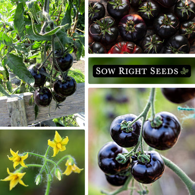 black beauty seeds collage growing in garden trellis large harvest flowers fruit