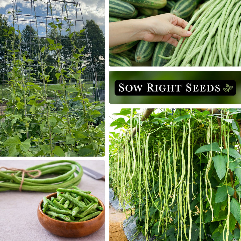 asparagus yard long bean seeds collage growing on trellis harvest in hand in bowl growing in garden