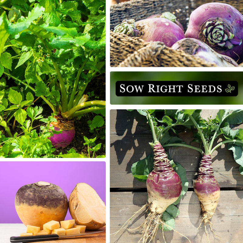 american purple top rutabaga seeds collage growing in garden harvest in garden sliced and cubed vegetables