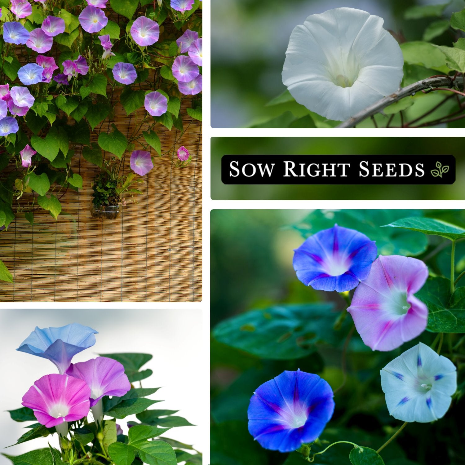 50+ Tall Morning Glory Seeds Mix – Climbing Vine, Annual, Non-GMO – Perfect For Fences & Gardens – USA Grown