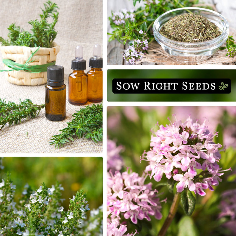 summer savory seeds collage medicinal dried herbs flowering