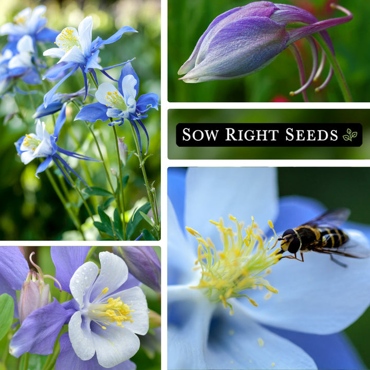 colorado columbine flower seeds Sow Right Seeds
