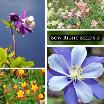 mckana giants mix columbine seeds growing in garden purple pink yellow red blue blossoms blooms flowers