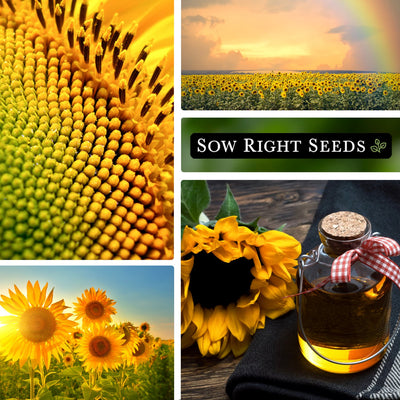 peredovik sunflower seeds collage close-up flower growing in field garden sunflower seed oil harvest