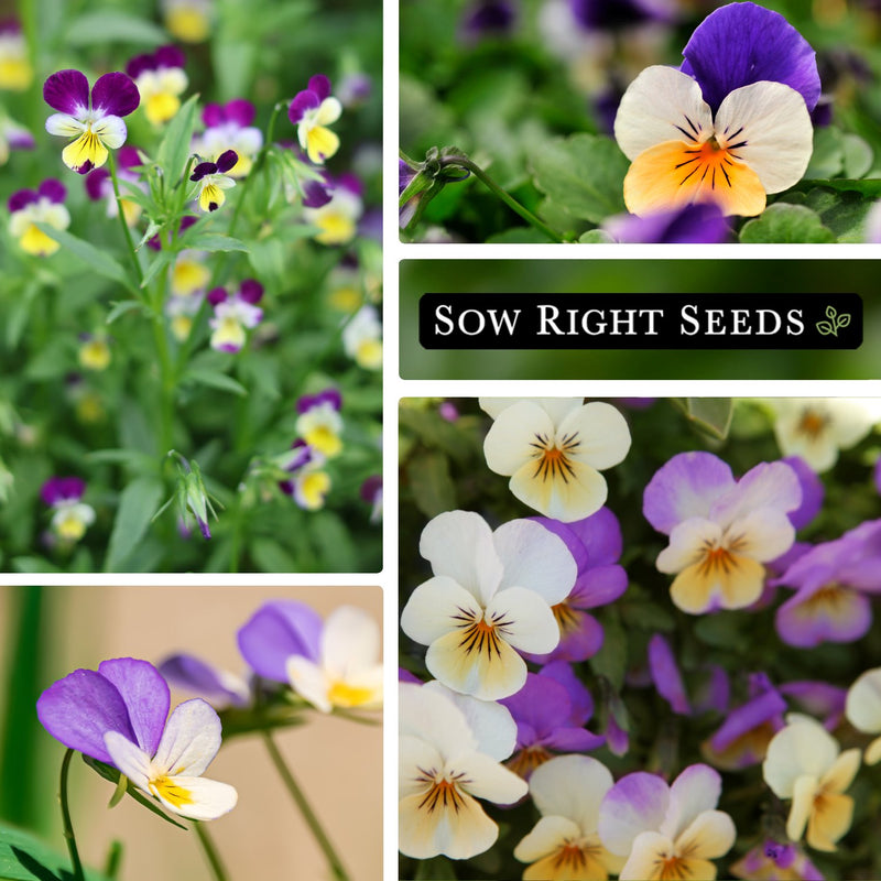 johnny jump up violet growing in garden, blooms