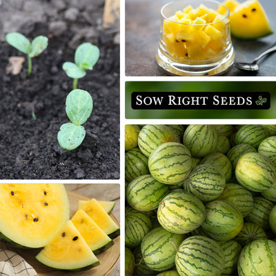 yellow petite watermelon seeds collage seedlings fruit salad slices on cutting board large harvest