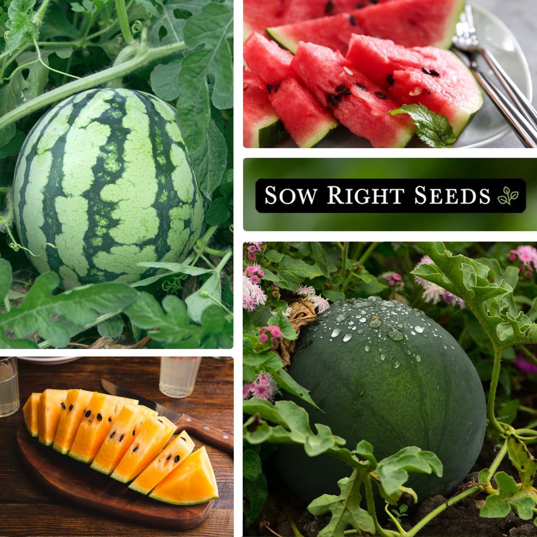 Watermelon Seed Collection for Planting