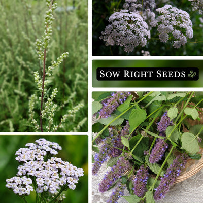 large medicinal herb seed collection yarrow lavender hyssop herbs growing in garden harvest blossoms blooms