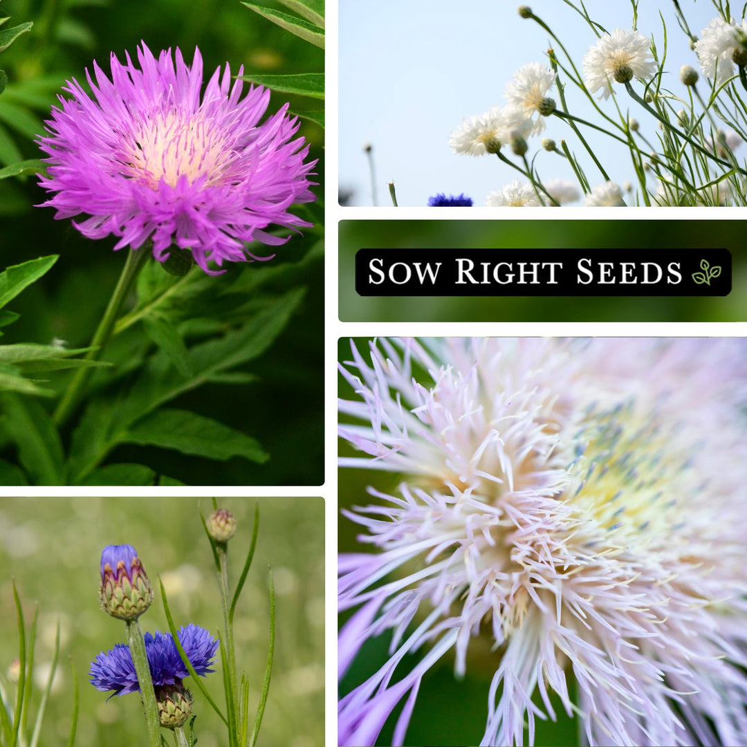 sweet sultan flower seeds Imperialis Mix Sweet Sultan Seeds for Planting