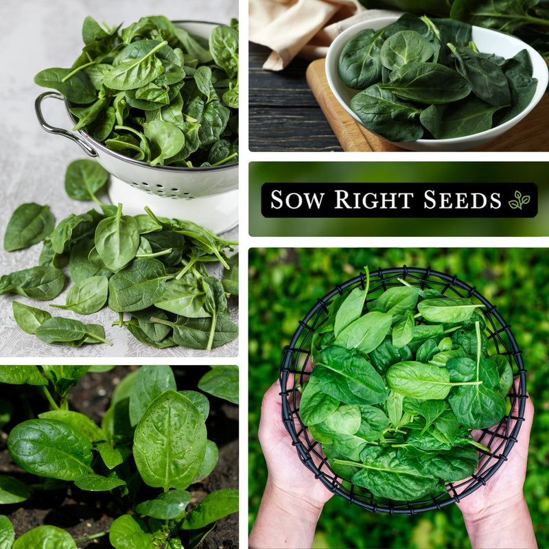 bloomsdale spinach harvest in bowl, growing in garden, harvesting spinach