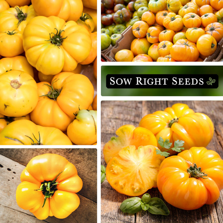 とまとさま YellowBrandywineTomatoSeedPack